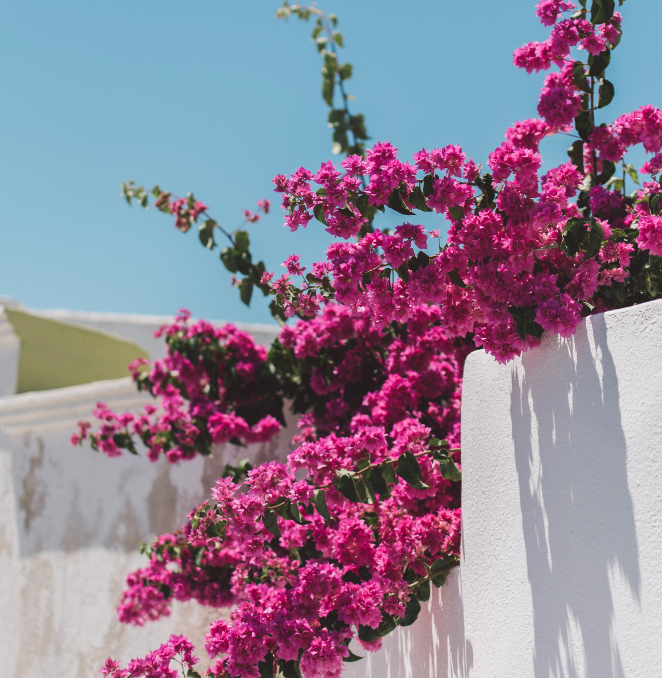 Bougainvillea Flowers